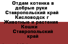 Отдам котенка в добрые руки - Ставропольский край, Кисловодск г. Животные и растения » Кошки   . Ставропольский край